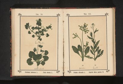 Hundetrav og en martsviol Glechoma hederacea L. Viola odorata L. (titel på objekt) af Anonymous