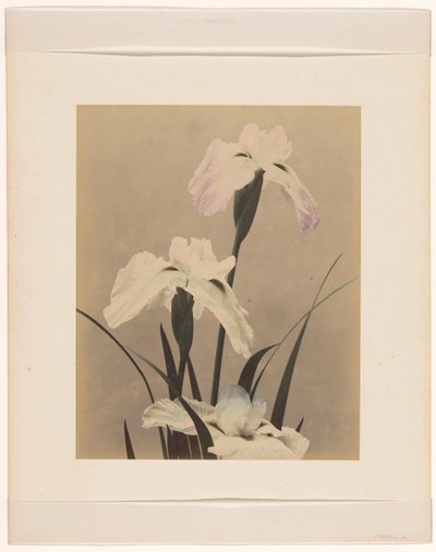 iris af Anonymous