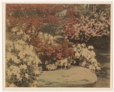 Japansk have med blomster af Anonymous