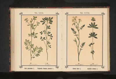 Karwij i lievevrouwebedstro Carum Carvi L. Asperula odorata L. (titel på objekt) af Anonymous