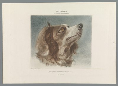 Hovedet af en hund af Anonymous