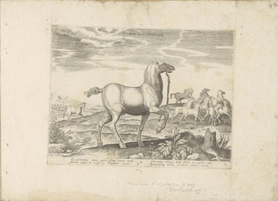 Kudde wilde paarden Børnehestevæddeløb (titel på objekt) Paardenrassen uit de Koninklijke stallen van Don Juan van Austria (serietitel) En hest, hvor alle slags adelige: udvalgt fra forskellige dele af verden kendetegnet ved hestes adfærd (...) af Anonymous