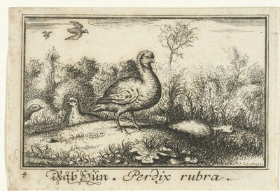 Landskab med agerhøns Rab Hun, Perdix rubra. (titel på objekt) af Anonymous