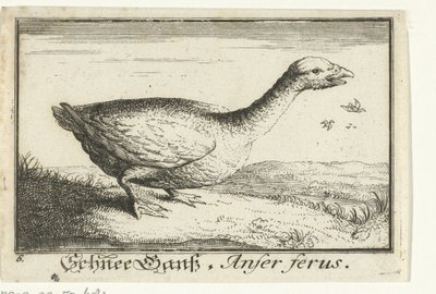 Landskab med vildgås Schnee Gans, Anfer ferus. (titel på objekt) af Anonymous