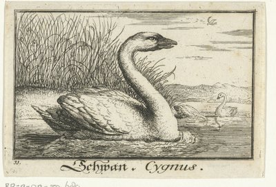 Landskab med svane Schwan, Cygnus. (titel på objekt) af Anonymous