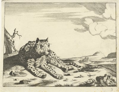 Liggende leopard, set forfra, ben til højre af Anonymous