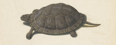sumpskildpadde Lombard album (serietitel) af Anonymous