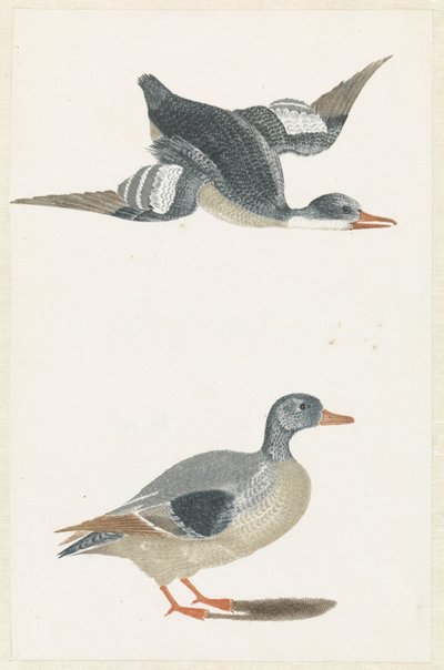 Til højre flyvende and og stående and af Anonymous