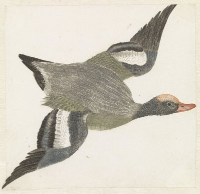 Widgeon flyver til højre af Anonymous