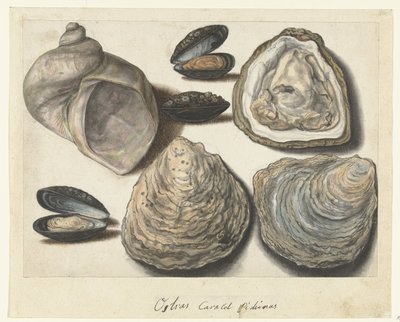 Østers, Muslinger og Månehorn Ostras Caracol Pichinas (titel på objekt) Lombard album (serietitel) af Anonymous