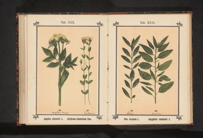 Olivengren og en mandelgren Olea europaea L. Amygdalus communis L. (titel på objekt) af Anonymous
