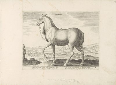 Paard ud Albanië Albanus (titel på objekt) Paardenrassen uit de Koninklijke stallen van Don Juan van Austria (serietitel) Hesten, hvor alle slags adelige: hestes opførsel, der skelnes fra forskellige dele af verden udvalgt (...) (serietitel på obj af Anonymous