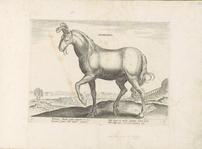 Paard ud Armenië Armenius (titel på objekt) Paardenrassen uit de Koninklijke stallen van Don Juan van Austria (serietitel) Hesten, hvor alle slags adelige: hestes opførsel adskilles fra forskellige dele af verden udvalgt (...) (serietitel på ob af Anonymous