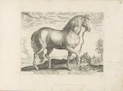 Paard ud Calabrien Calabar (titel på objekt) Paardenrassen uit de Koninklijke stallen van Don Juan van Austria (serietitel) Hesten, hvor alle slags adelige: hestes opførsel adskilles fra forskellige dele af verden udvalgt (...) (serietitel på ob af Anonymous