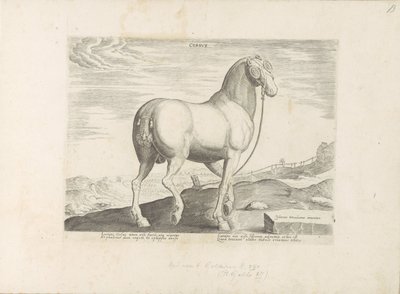En hest fra Korsika Hjerte (titel på objekt) Paardenrassen uit de Koninklijke stallen van Don Juan van Austria (serietitel) Hesten, hvor alle slags adelige: hestes opførsel adskilt fra forskellige dele af verden udvalgt (...) (serietitel på obje af Anonymous