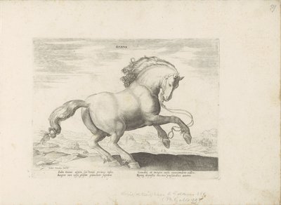 Paard uit Danemarken Dansk (titel på objekt) Paardenrassen uit de Koninklijke stallen van Don Juan van Austria (serietitel) Hesten, hvor alle slags adelige: hestes opførsel adskilt fra forskellige dele af verden udvalgt (...) (serietitel på ob af Anonymous