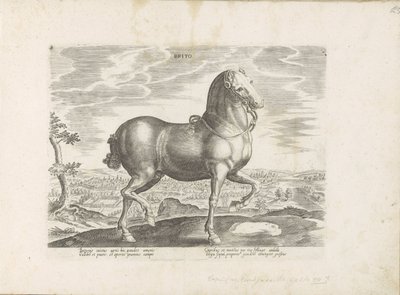 Paard uit Engeland Brito (titel på objekt) Paardenrassen uit de Koninklijke stallen van Don Juan van Austria (serietitel) Hesten, hvor alle slags adelige: hestes opførsel adskilt fra forskellige dele af verden udvalgt (...) (serietitel på obje af Anonymous