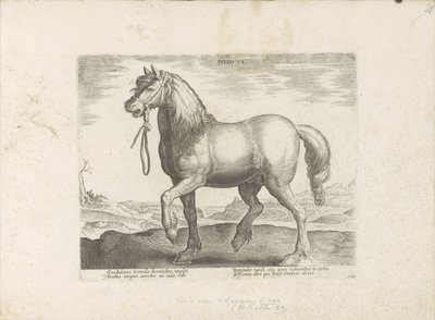 Paard uit Gulik (Juliacus) Julia (titel på objekt) Paardenrassen uit de Koninklijke stallen van Don Juan van Austria (serietitel) Hesten, hvor alle slags adelige: udvalgt fra forskellige dele af verden kendetegnet ved opførsel af heste (...) (serie af af Anonymous