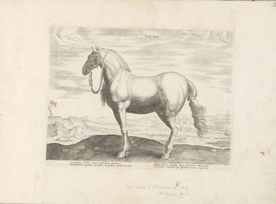 Paard ud Noord-Italien Insuber (titel på objekt) Paardenrassen uit de Koninklijke stallen van Don Juan van Austria (serietitel) Hesten, hvor alle slags adelige: hestes opførsel adskilles fra forskellige dele af verden udvalgt (...) (serietitel o af Anonymous