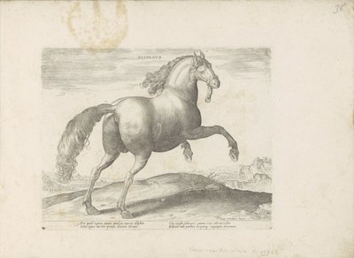 Paard ud Spanien Spansk (titel på objekt) Paardenrassen uit de Koninklijke stallen van Don Juan van Austria (serietitel) Hesten, hvor alle slags adelige: hestes opførsel, der skelnes fra forskellige dele af verden udvalgt (...) (serietitel på obj af Anonymous