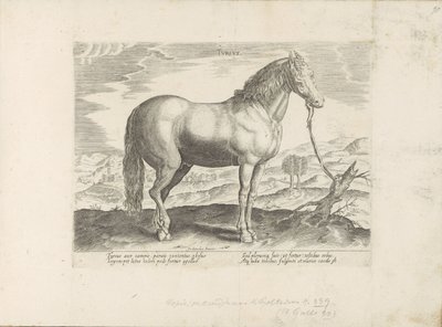 Paard ud Tyrkiet Tyrkisk (titel på objekt) Paardenrassen uit de Koninklijke stallen van Don Juan van Austria (serietitel) Hesten, hvor alle slags adelige: hestes opførsel adskilt fra forskellige dele af verden udvalgt (...) (serietitel på obje af Anonymous
