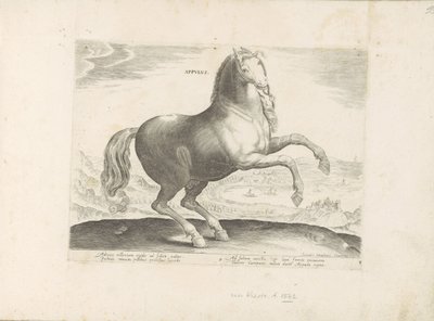 Paard ud Zuid-Italien Appulus (titel på objekt) Paardenrassen uit de Koninklijke stallen van Don Juan van Austria (serietitel) Hesten, hvor alle former for adelsmænd: hestes opførsel adskilt fra forskellige dele af verden udvalgt (...) (serietitel på af Anonymous