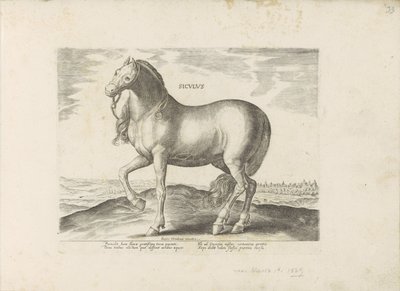 Paard van Sicilie Siculus (titel på objekt) Paardenrassen uit de Koninklijke stallen van Don Juan van Austria (serietitel) Hesten, hvor alle slags adelige: hestes opførsel adskilt fra forskellige dele af verden udvalgt (...) (serietitel på obj af Anonymous