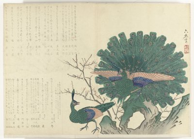 påfugle Album Shijo-surimono fra perioden 1840-1900 (serietitel) af Anonymous