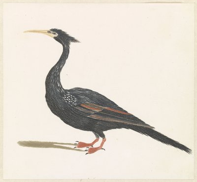 Slangenhalsvogel af Anonymous