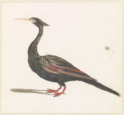 Slangenhalsvogel af Anonymous