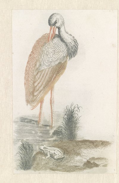 Stående Stork og i forgrunden en frø af Anonymous