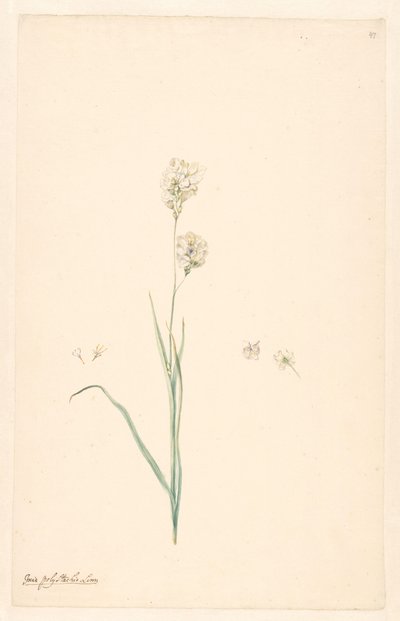 Gren af ​​Ixia polystachya med pistil og blomsterdetaljer af Anonymous