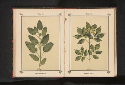 Gren af ​​en rigtig vismand Salvia officinalis. L. (titel på objekt) af Anonymous