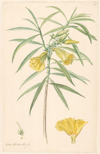 Gren af ​​en gul blomst (slags lilje) med detaljer af pistil og blomst af Anonymous