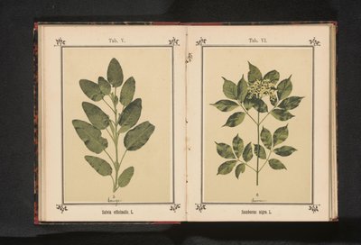 Gren af ​​en almindelig ældste Sambucus nigra. L. (titel på objekt) af Anonymous