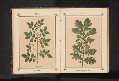 En gren af ​​en hunderose Rosa canina (titel på objekt) af Anonymous