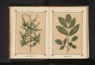Gren af ​​en enebær Juniperus communis L. (titel på objekt) af Anonymous