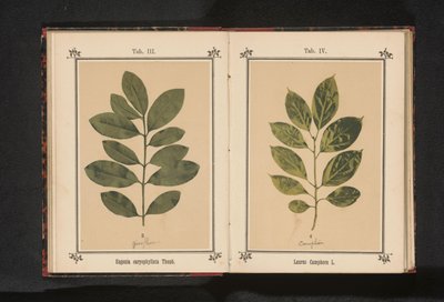 Gren af ​​et kamfertræ Laurus Camphora L. (titel på objekt) af Anonymous