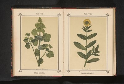 Gren af ​​en stokrose Althaea rosea Cav. (titel på objekt) af Anonymous