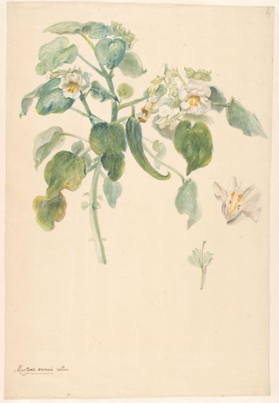 Hvid katteklo-gren med pistil og blomsterdetaljer af Anonymous