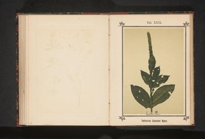 Toorts Verbascum Schraderi Meyer (titel på objekt) af Anonymous