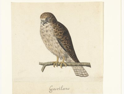 Torenvalk Gavilane (titel på objekt) Lombard album (serietitel) af Anonymous