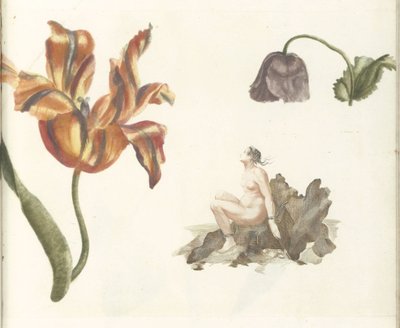 Tulipan, valmue og Andromeda af Anonymous