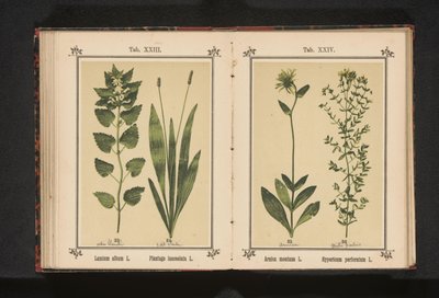 Arnica og perikon Arnica montana L. Hypericum perforatum L. (titel på objekt) af Anonymous