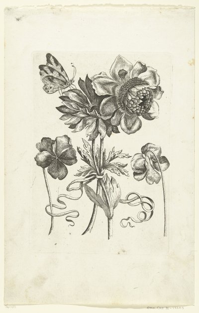 Fire blomster, heraf to violer Novae Florum Icones (serietitel) af Anonymous