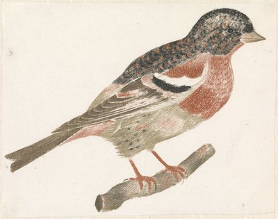 Fugl på en gren til højre, muligvis en bullfinch af Anonymous