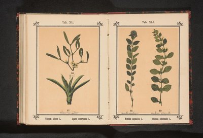 Vand mynte og citronmelisse Mentha aquatica L. Melissa officinalis L. (titel på objekt) af Anonymous