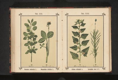 Wedgedoorn og vandtørre blade Rhamnus cathartica L. Menyanthes trifoliata L. (titel på objekt) af Anonymous
