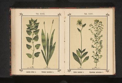Hvid død brændenælde og smal plantain Lamium album L. Plantago lanceolata L. (titel på objekt) af Anonymous