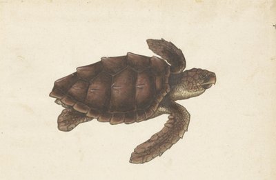 Zeeschildpad Tortugas - Eretmochelys imbricata / Hawksbill Turtle / karetschildpad (titel på objektet) Lombard album (serietitel) af Anonymous